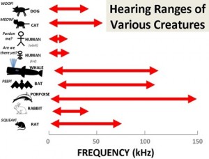 Non tutte le specie percepiscono lo stesso range di frequenze sonore