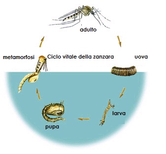 ciclo-vita-zanzara
