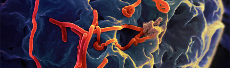 Imparare da HIV per sconfiggere ebola: lo dicono due Nobel