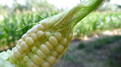 Il Nobel Borlaug e il frumento GM italiano
