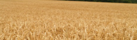 Pace, agricoltura e Norman Borlaug
