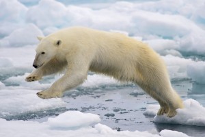 È l'orso polare la darle l’intuizione giusta per arrivare a definire la struttura del ribosoma (Creative Commons tramite Wikipedia)