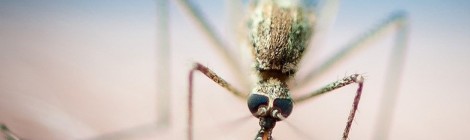 Malaria: un passo avanti verso il vaccino