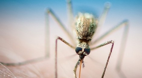 Malaria: un passo avanti verso il vaccino
