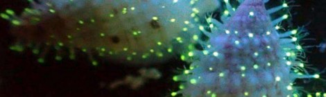 Una bioluminescenza da Nobel