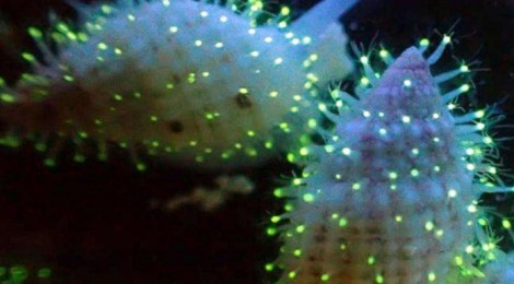 Una bioluminescenza da Nobel