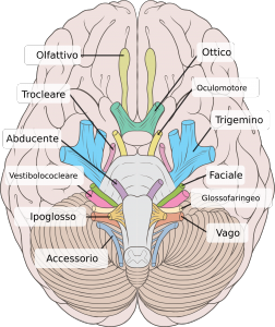 Brain_human_normal_inferior_view_with_labels_it.svg