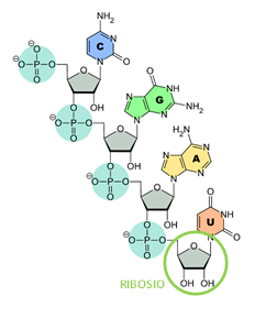 ribosio rna