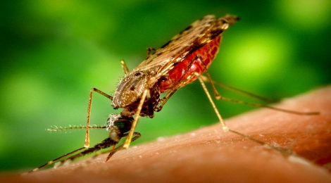 Malaria, scoperti i geni chiave della resistenza ai farmaci