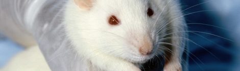 L’appello dei Nobel a favore della sperimentazione animale: “Sia trasparente e libera”