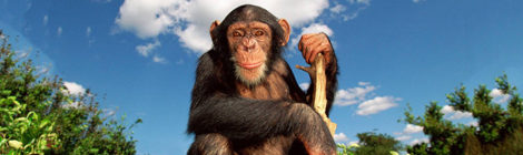 La lateralizzazione e l'asimmetria cerebrale: ciò che ha reso l’uomo diverso (ma non troppo) dalle scimmie