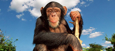 La lateralizzazione e l'asimmetria cerebrale: ciò che ha reso l’uomo diverso (ma non troppo) dalle scimmie