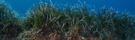 Mare Posidonia