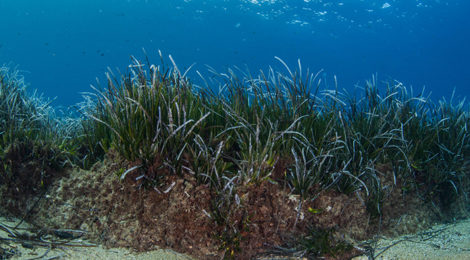 Mare Posidonia