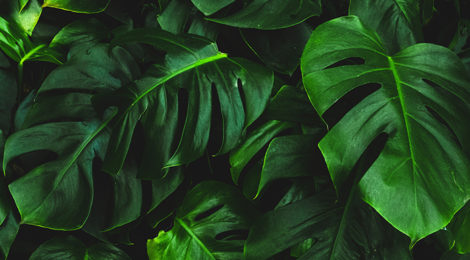 Piante