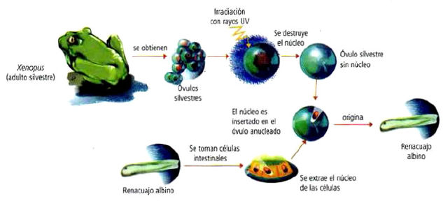 Esperimento di John Gurdon
StaR Stoccolmaaroma