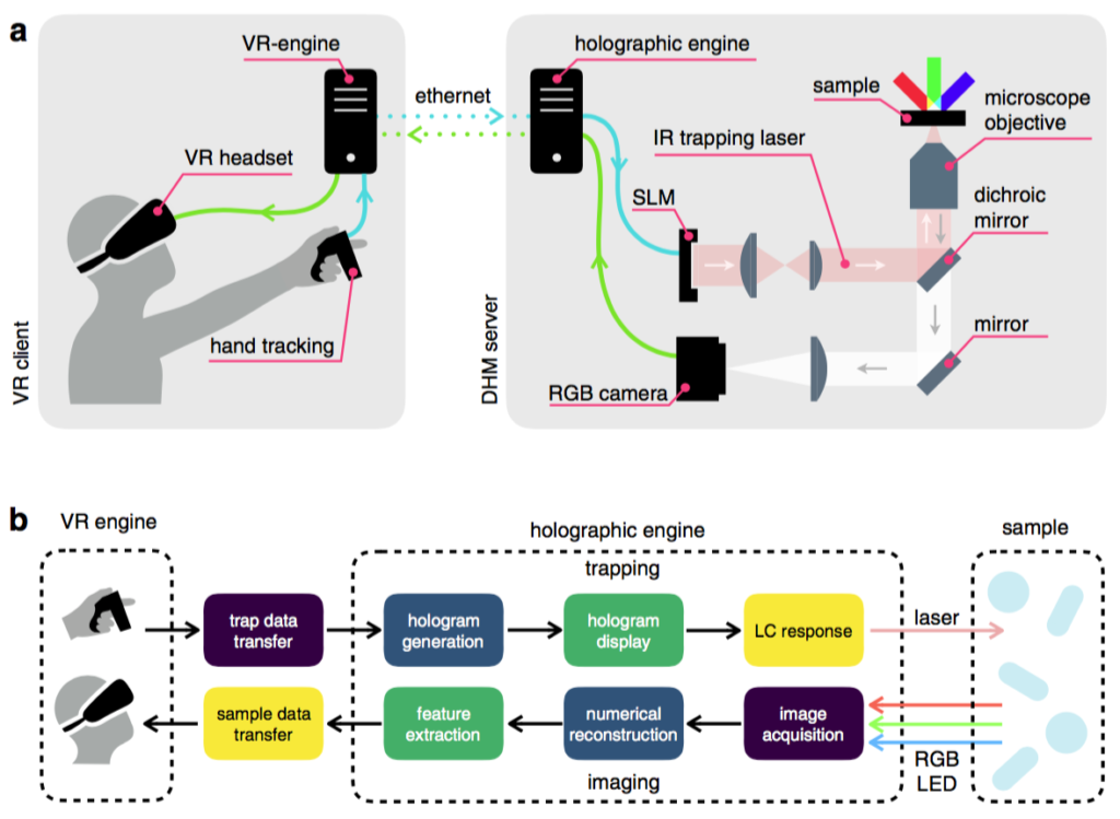 Schema riassuntivo: A virtual reality interface for the immersive manipulation of live microscopic systems (Scientific Reports) - Da Sapienza la tecnica per nuotare tra le cellule - Da Sapienza la tecnica per nuotare tra le cellule