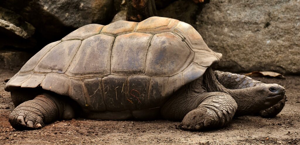 Tartaruga gigante delle Isole Galápagos, un esempio di gigantismo insulare