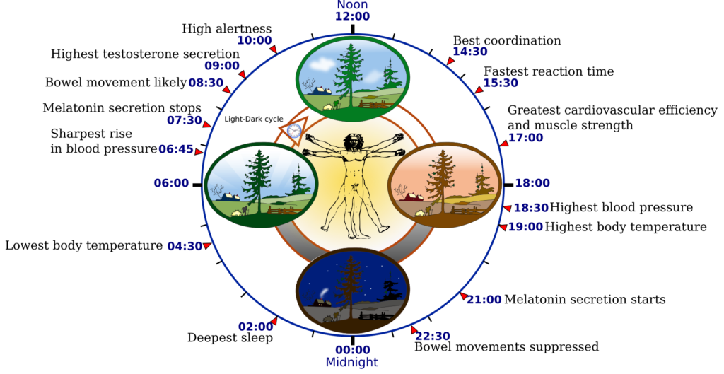 Orologio biologico negli esseri umani, schema dei ritmi circadiani