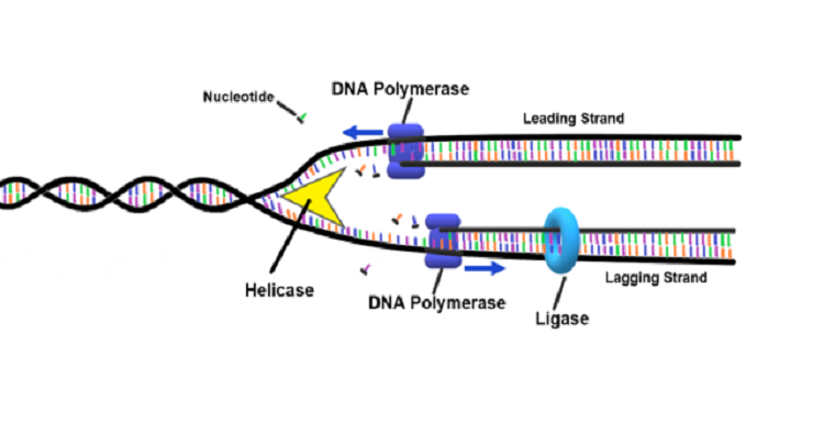 rappresentazione Dna, fonte Wikimedia Commons