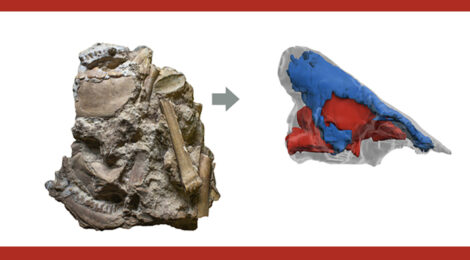 Sus arvernensis, cronache di neuroanatomia su un cinghiale di tre milioni di anni