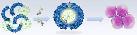Medicina di precisione: da uno studio Sapienza nuovi nano-trasportatori per colpire le cellule tumorali