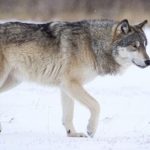 Canis lupus