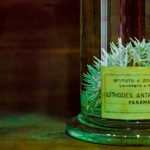 Biodiversità oceani