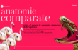 Anatomie Comparate