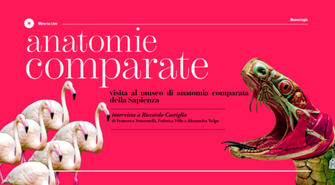 Anatomie Comparate