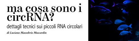 per saperne di più - ma cosa sono i circRNA?