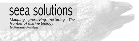 sera solutions (eng)